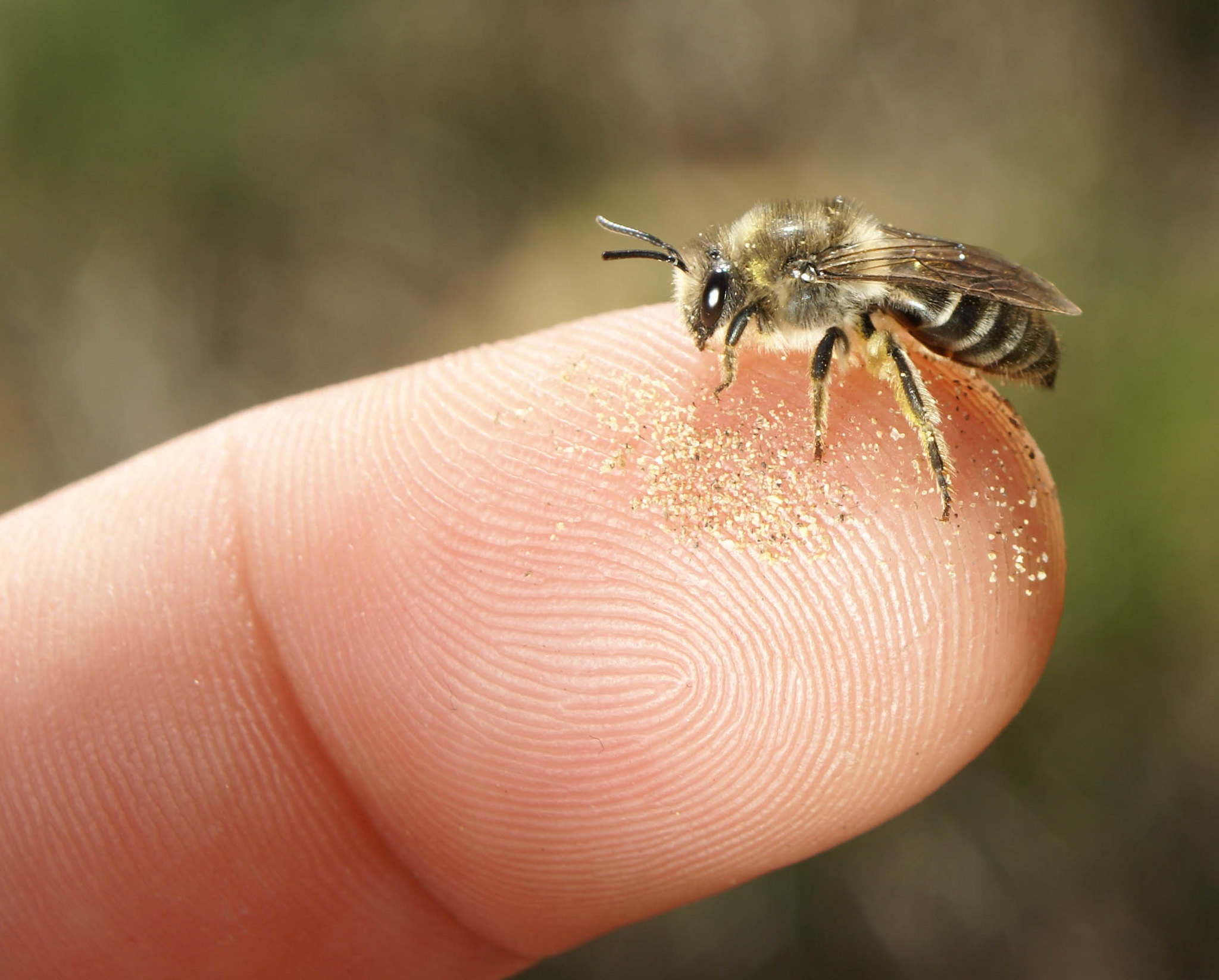 Close up image of a Colletes inaequalis bee perched on a finger