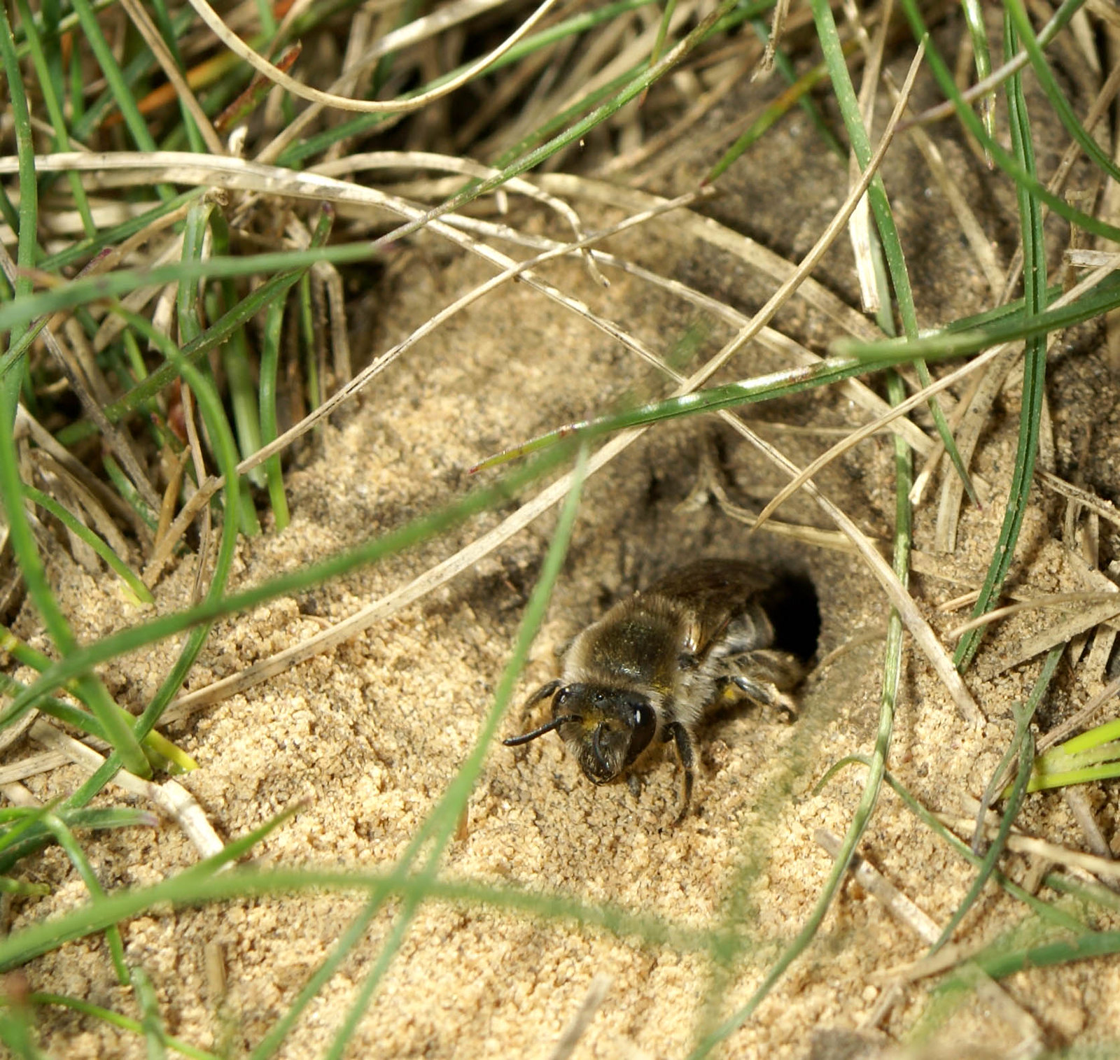 Close-up image of the bee species Colletes inaequalis crawling out of the ground. (Photo: Rob Cruickshank)
